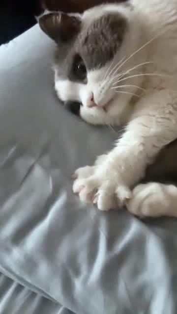 小猫猫视频,小猫猫视频集锦