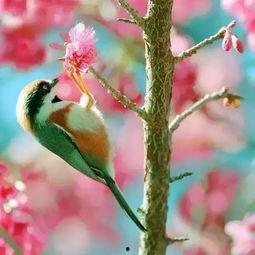 鸟语花香视频