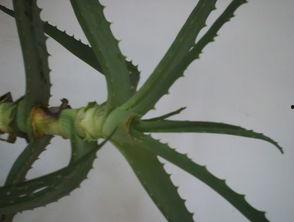 芦荟品种辨别图片大全,一图识遍百种芦荟