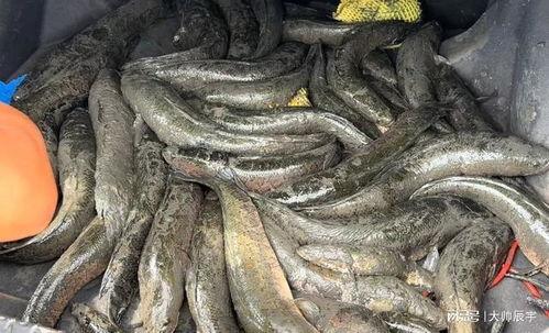 黑鱼图片大全,探寻神秘水族馆中的黑鱼之美