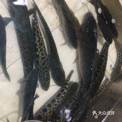 黑鱼图片大全,探寻神秘水族馆中的黑鱼之美