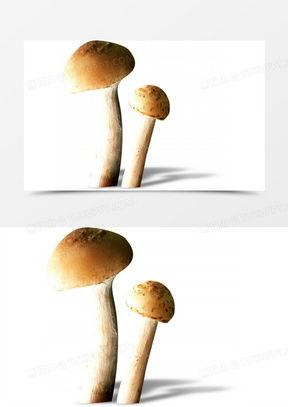 蘑菇图片大全,探寻大自然的神奇菌类世界