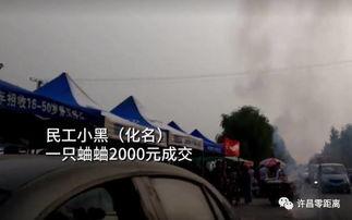抓蟋蟀视频,一场视觉盛宴的抓捕瞬间