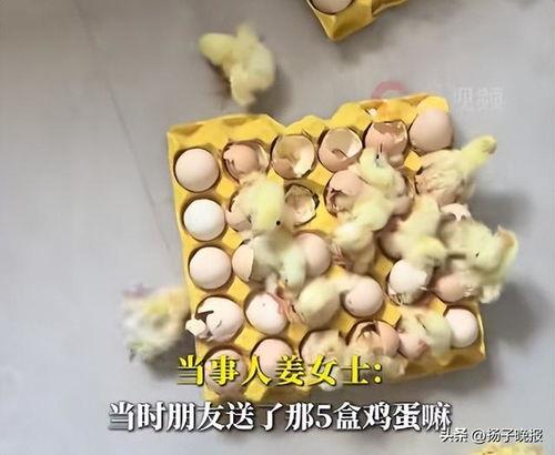小鸡孵化视频,小鸡破壳成长全过程揭秘