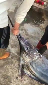 剑鱼的视频,探寻神秘海洋生物的优雅猎食瞬间