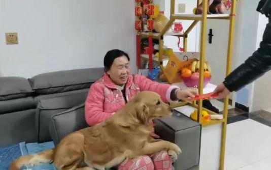 狗狗拜年视频,狗狗欢庆新春，萌态可掬贺岁迎新