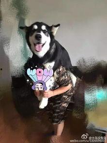 狗狗拜年视频,狗狗欢庆新春，萌态可掬贺岁迎新