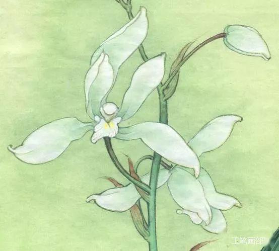 工笔画教程视频,从基础到进阶的绘画技巧解析