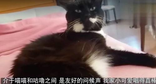猫的叫声视频,揭秘猫咪叫声背后的情感密码