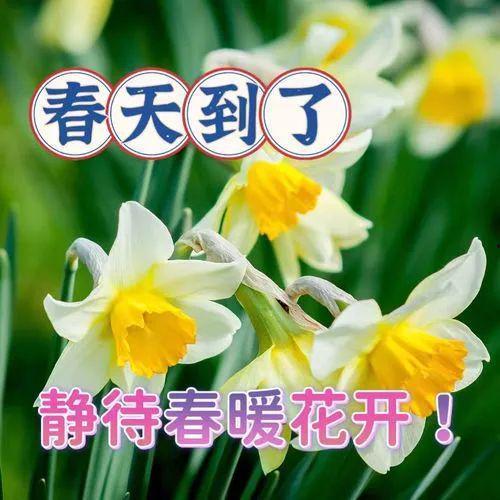 早上祝福图片大全,精选早上祝福图片大全