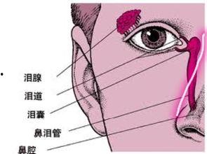 泪囊堵塞按摩手法视频,按摩手法视频教学