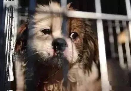 打流浪狗视频,一场无情追捕的记录
