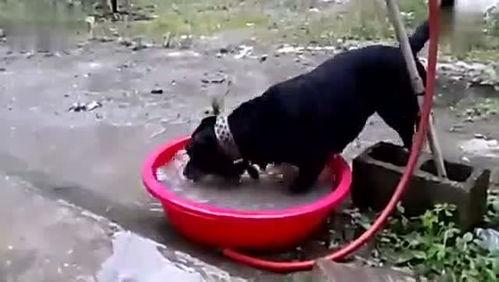 斗牛犬打架视频,一场热血沸腾的街头争霸战