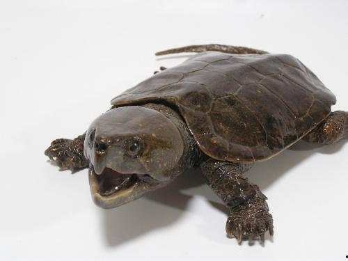 鹰嘴龟视频,探寻神秘生物的生存智慧