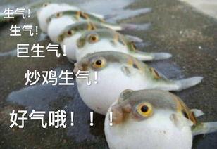 河豚生气视频,水下“愤怒”表情大揭秘