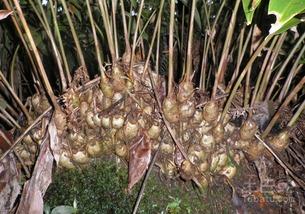 农广天地种植视频