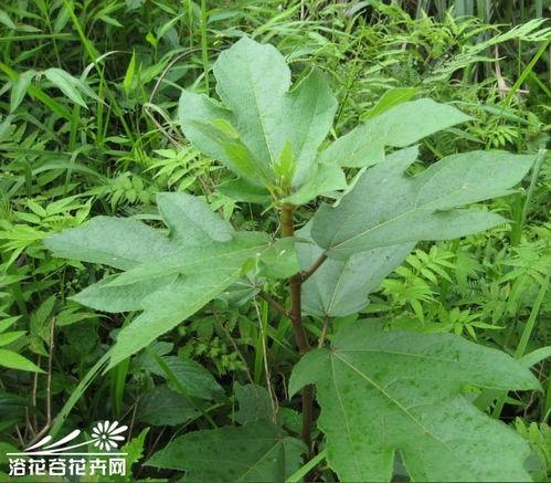 五指毛桃图片大全,探寻天然养生佳品的自然之美