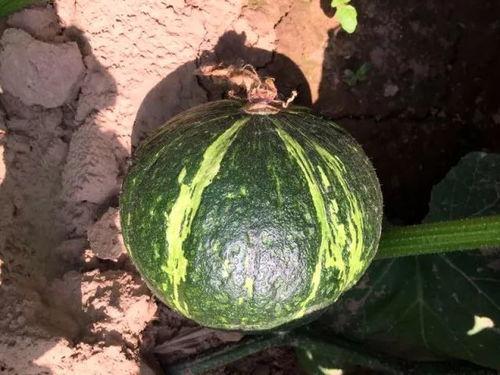 南瓜种植技术视频,从播种到收获的全程指导