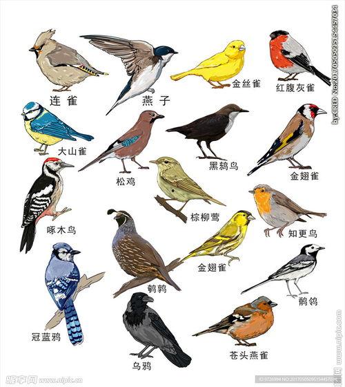 鸟类大全图片,千姿百态，翱翔天际的精灵画卷