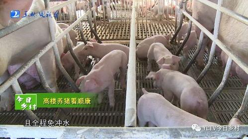放养猪视频,放养猪视频带你领略田园生活魅力