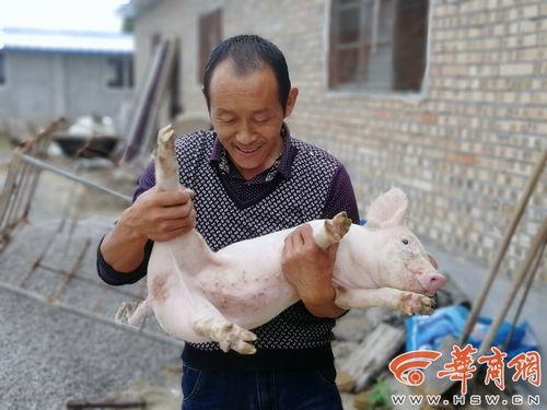 放养猪视频,放养猪视频带你领略田园生活魅力