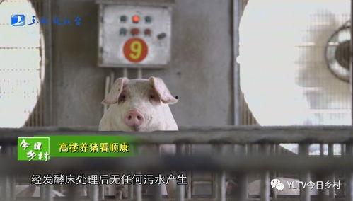放养猪视频,放养猪视频带你领略田园生活魅力