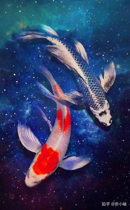 锦鲤生小鱼过程视频,见证小鱼诞生全过程