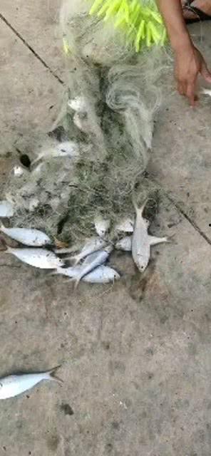 海边捕鱼视频,海边捕鱼瞬间纪实