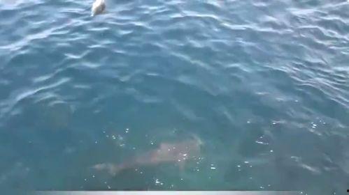 海边捕鱼视频,海边捕鱼瞬间纪实