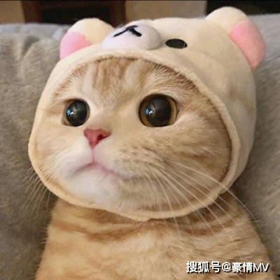 萌宠图片大全可爱,可爱图片大盘点