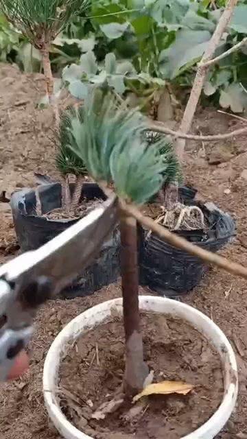 树苗嫁接视频,视频教学助您轻松掌握嫁接技艺