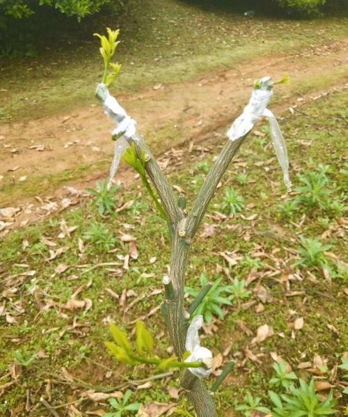 树苗嫁接视频,视频教学助您轻松掌握嫁接技艺