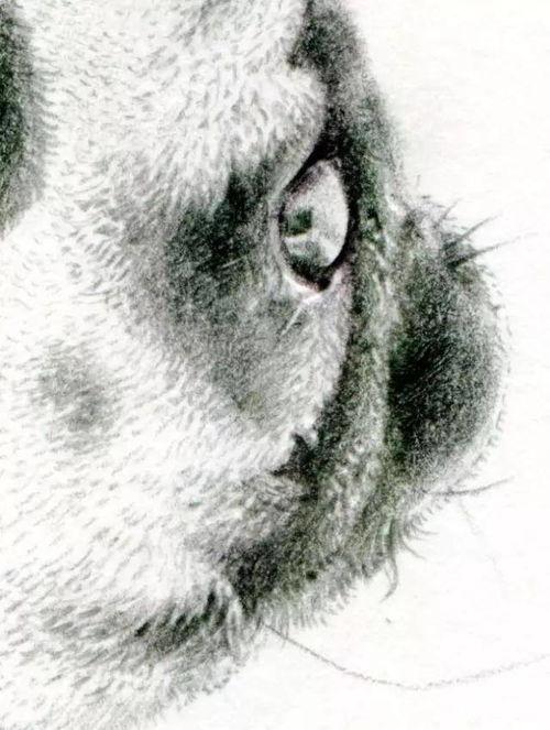 动物素描画图片大全,捕捉自然生灵的瞬间魅力