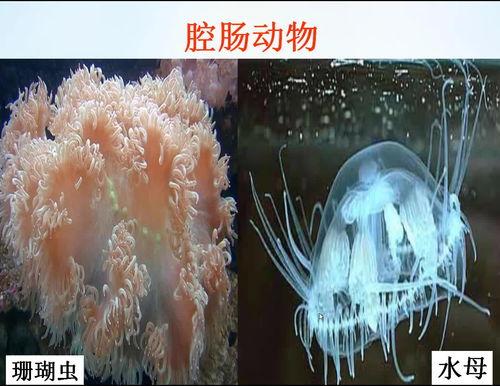 生物 视频
