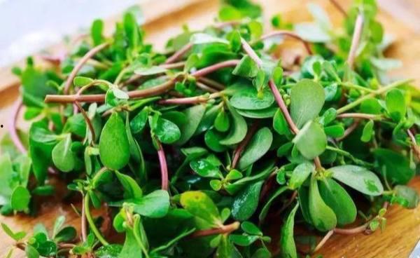 马齿苋图片大全,探寻野菜之美