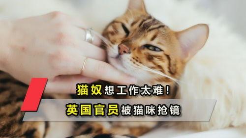 毛茸茸的视频,萌宠视频的魅力之旅
