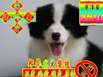 边牧视频,智慧与忠诚的完美结合