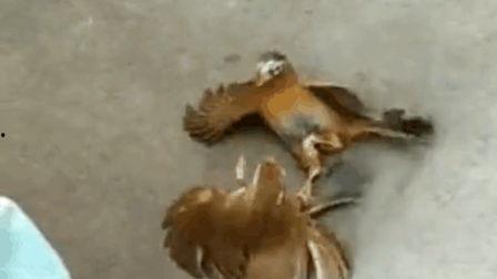 画眉打架视频,一场画眉技艺引发的激烈对决