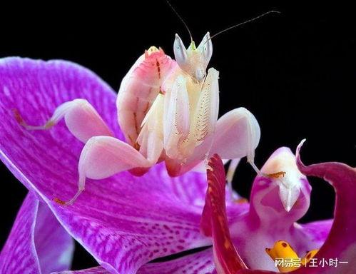 兰花螳螂视频,揭秘神秘昆虫的捕食艺术
