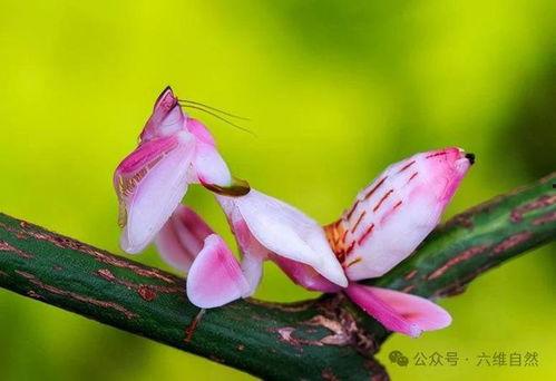 兰花螳螂视频,揭秘神秘昆虫的捕食艺术
