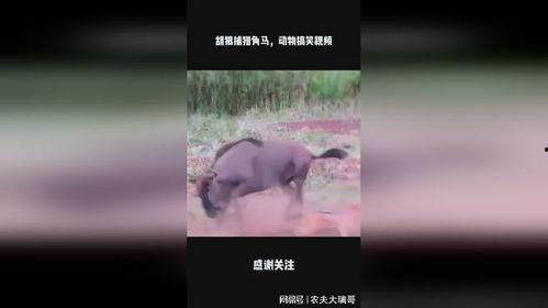 胡狼视频,野外生存的传奇动物