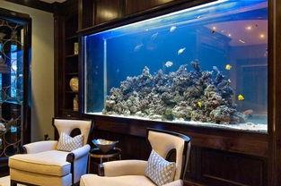 鱼缸图片大全图,缤纷水族图鉴赏析