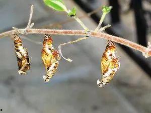 化茧成蝶视频,蜕变之旅的美丽瞬间