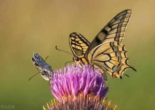 化茧成蝶视频,蜕变之旅的美丽瞬间