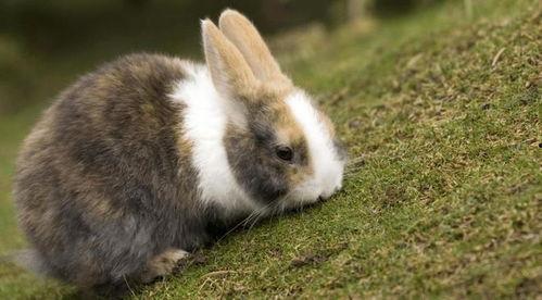 夹兔子视频,趣味互动，欢乐无限