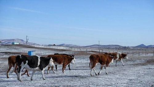 草原放牛视频,牛群悠然放牧的和谐画卷