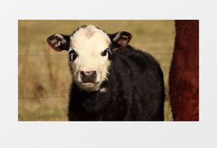 草原放牛视频,牛群悠然放牧的和谐画卷