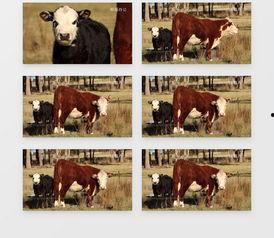 草原放牛视频,牛群悠然放牧的和谐画卷