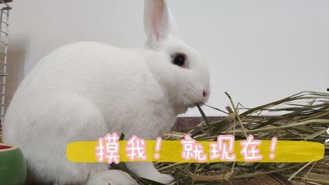 打兔子视频,兔子跳跃视频背后的趣味故事