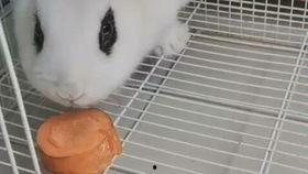 打兔子视频,兔子跳跃视频背后的趣味故事